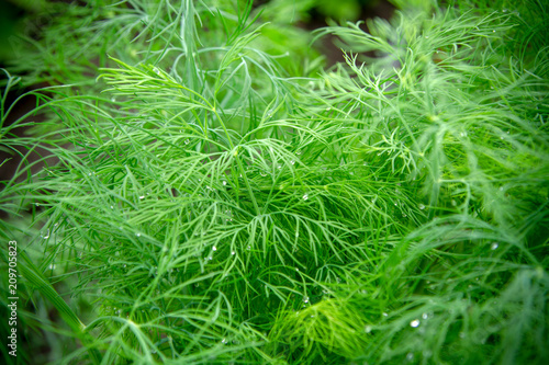 Stalks of a young green dill, dew-covered drops, fragrant greens from the garden