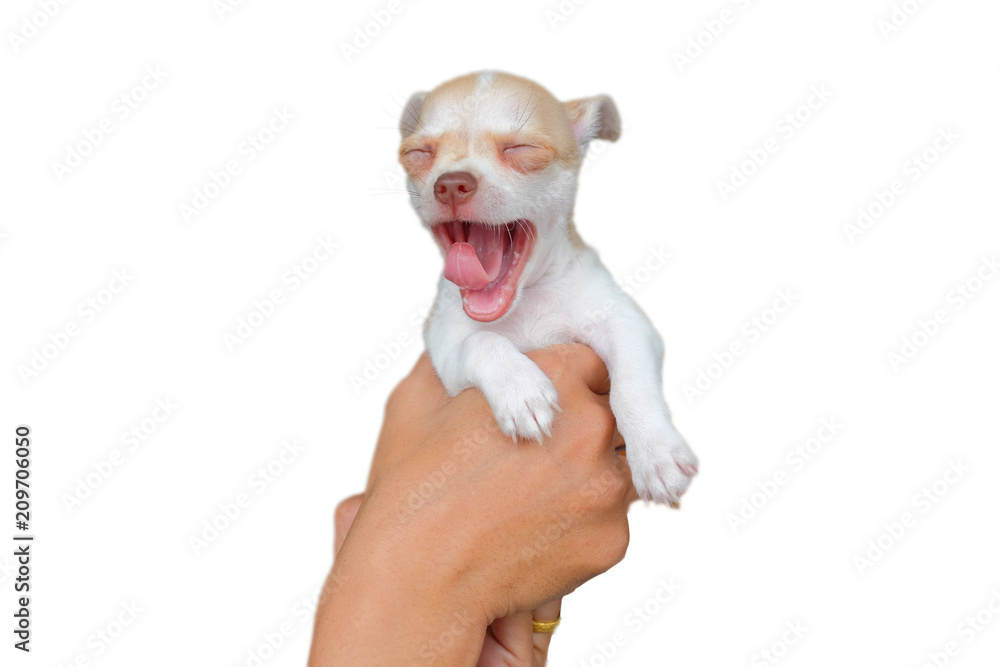 small dog in handle