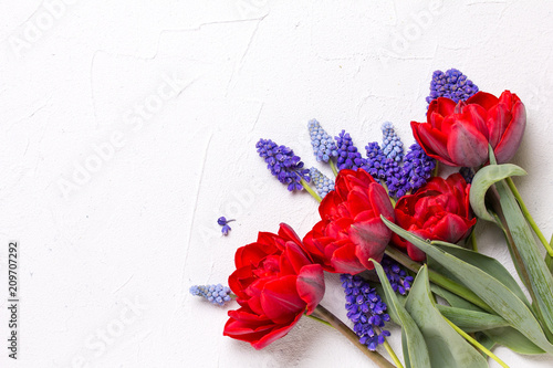 Fototapeta Naklejka Na Ścianę i Meble -  Red tulips and blue muscaries flowers  on  white textured  background.