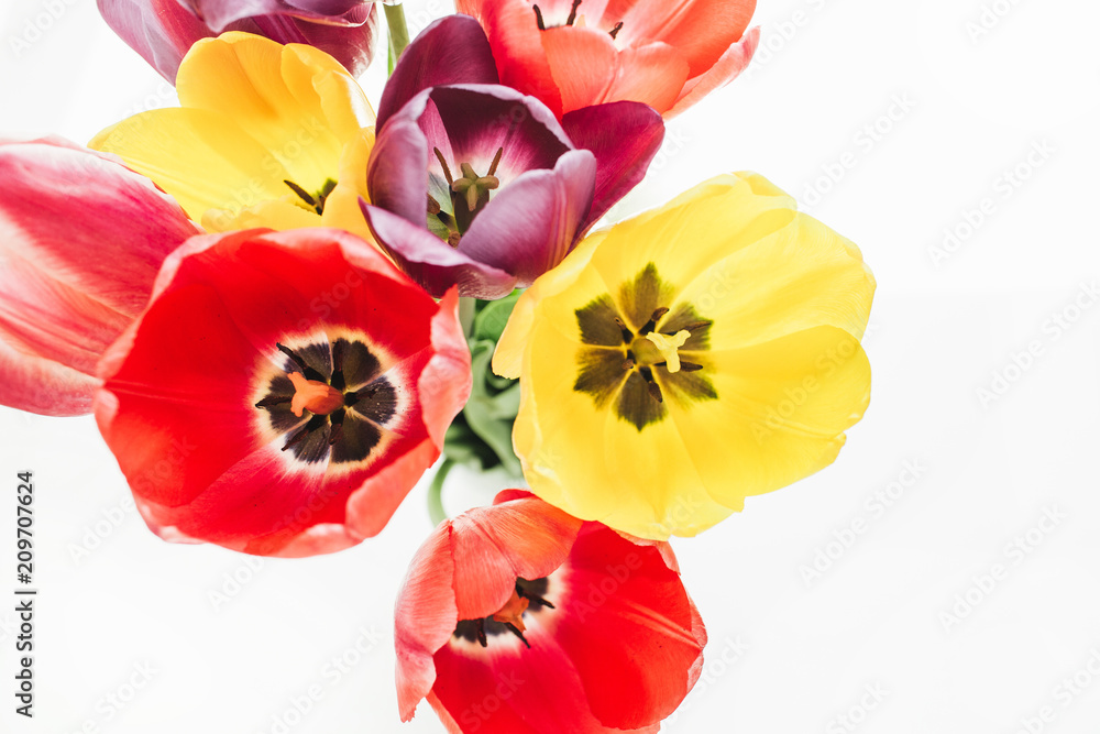 Colorful fresh tulips flowers bouquet on white background.