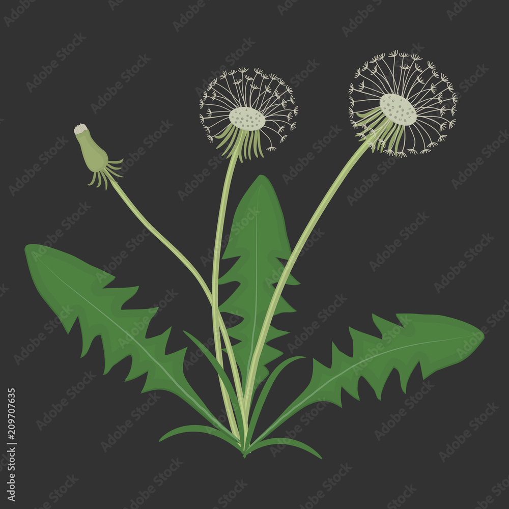 Dandelions with leaves on a black background. Spring and summer flowers. Vector illustration