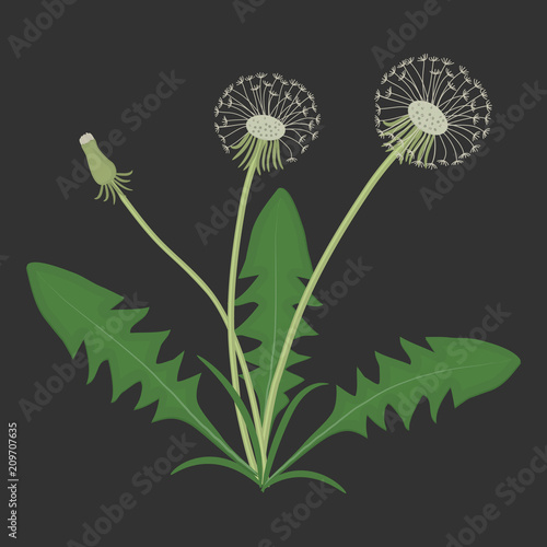 Dandelions with leaves on a black background. Spring and summer flowers. Vector illustration