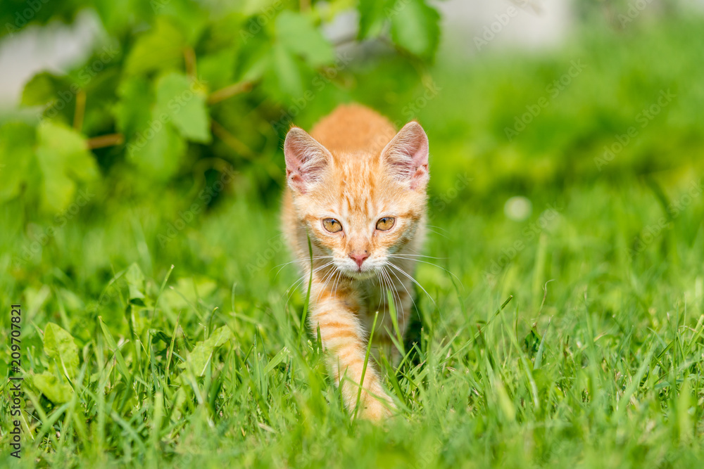 Portrait of little kitten walk thru grass. Shallow depth of filed. Portrait of little kitten walk thru grass. Shallow depth of filed.