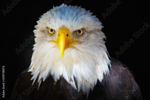 Closeup portrait of an American Bald Eagle