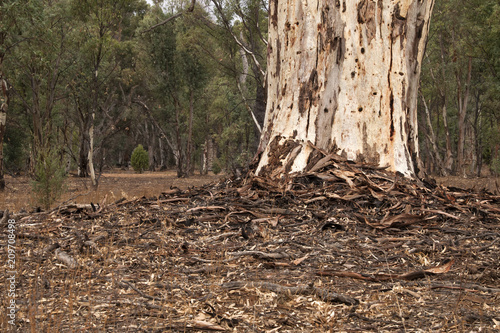 Wilpena Pound South Australia, leaf and bark litter around the base of a mature eucalyptus tree