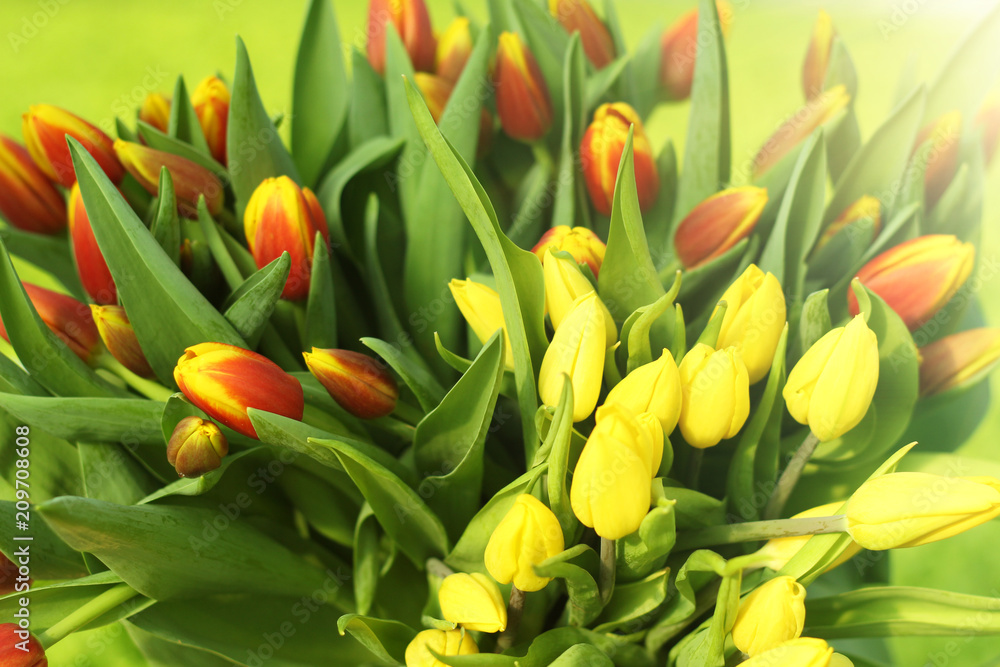 Bouquet of red tulips. Spring gift for a girl . Bouquet of red tulips. Spring gift for a girl .