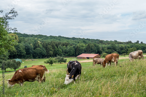 Fototapeta Naklejka Na Ścianę i Meble -  Rinder auf der Weide