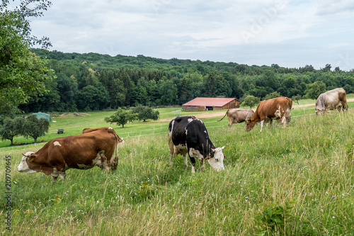 Rinder auf der Weide © focus finder