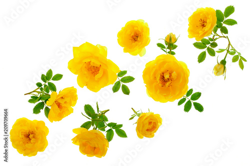 Fototapeta Naklejka Na Ścianę i Meble -  wild yellow rose blooming flower isolated on a white background with copy space for your text. Top view. Flat lay