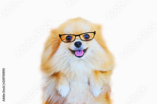pomeranian dog,close up portrait pomeranian dog small isolation on white background, small dog of a breed with long silky hair, a pointed muzzle, and pricked ears.