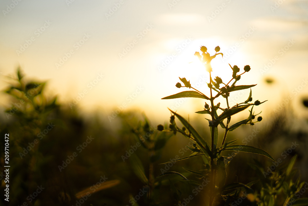 Pflanze im Herbslicht bei Sonnenuntergang