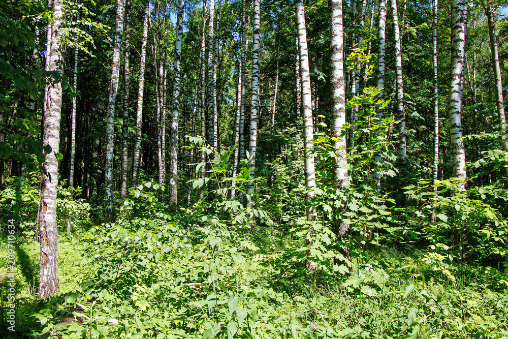 Fototapeta premium Summer forest landscape in sunny warm weather