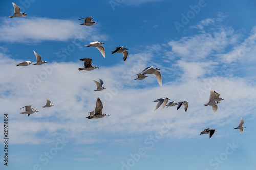 Quadro em tela Granada, Spain; February 14, 2018: Seagulls in flight