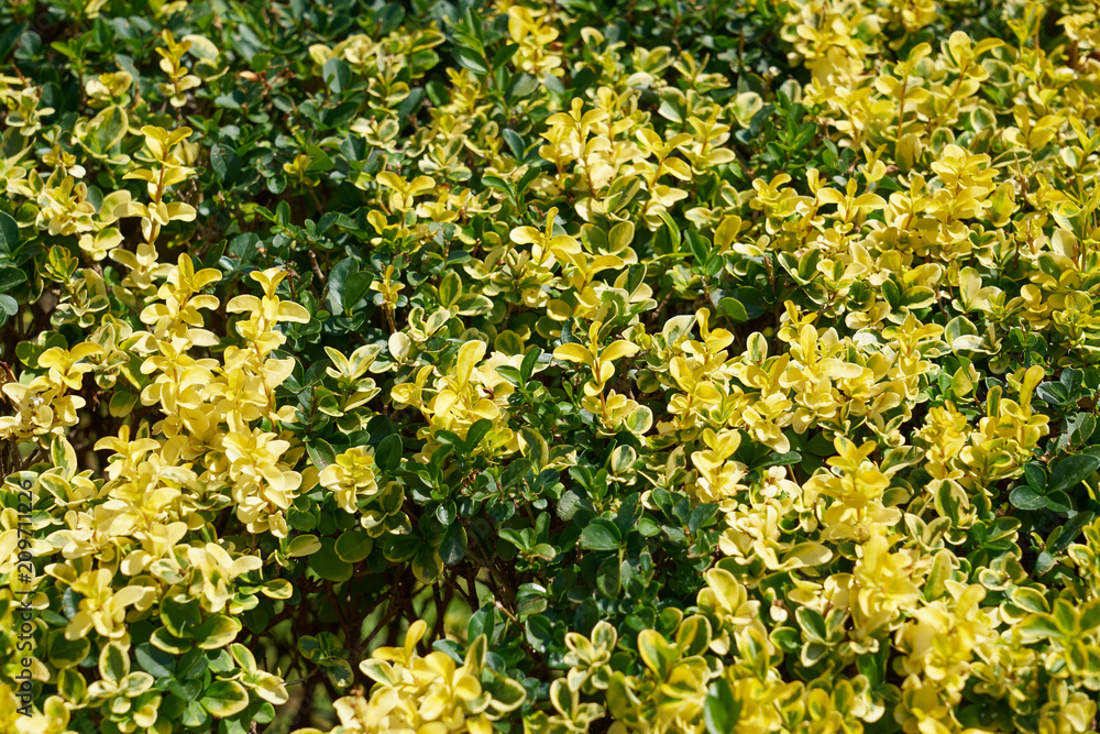 Mixed green and yellow leaves background or the natural texture. Mixed green and yellow leaves background or the natural texture.