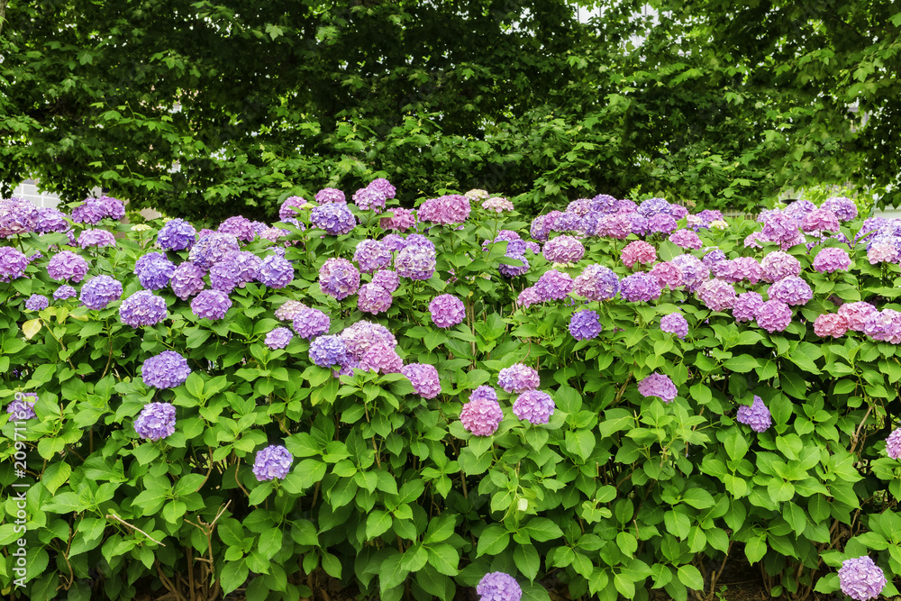 紫陽花、アジサイ、あじさい、たくさん、複数、日本