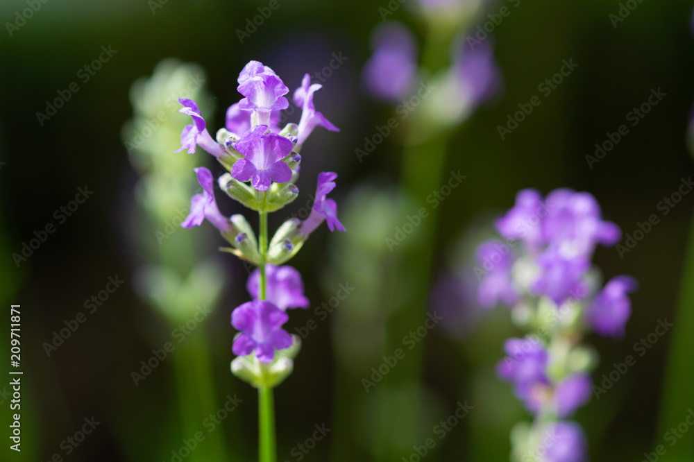 Macro of violet lavender in the garden with blur background. Macro of violet lavender in the garden with blur background.