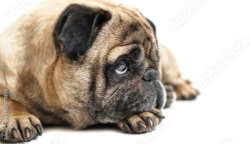 Fototapeta Naklejka Na Ścianę i Meble -  dog breed pug