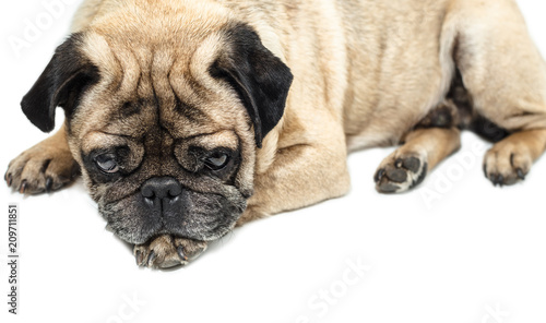 Pug dog lying close-up