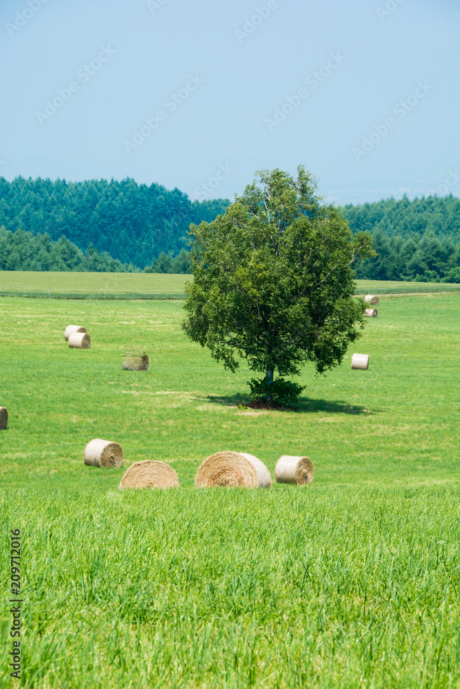 緑の牧草畑の牧草ロール