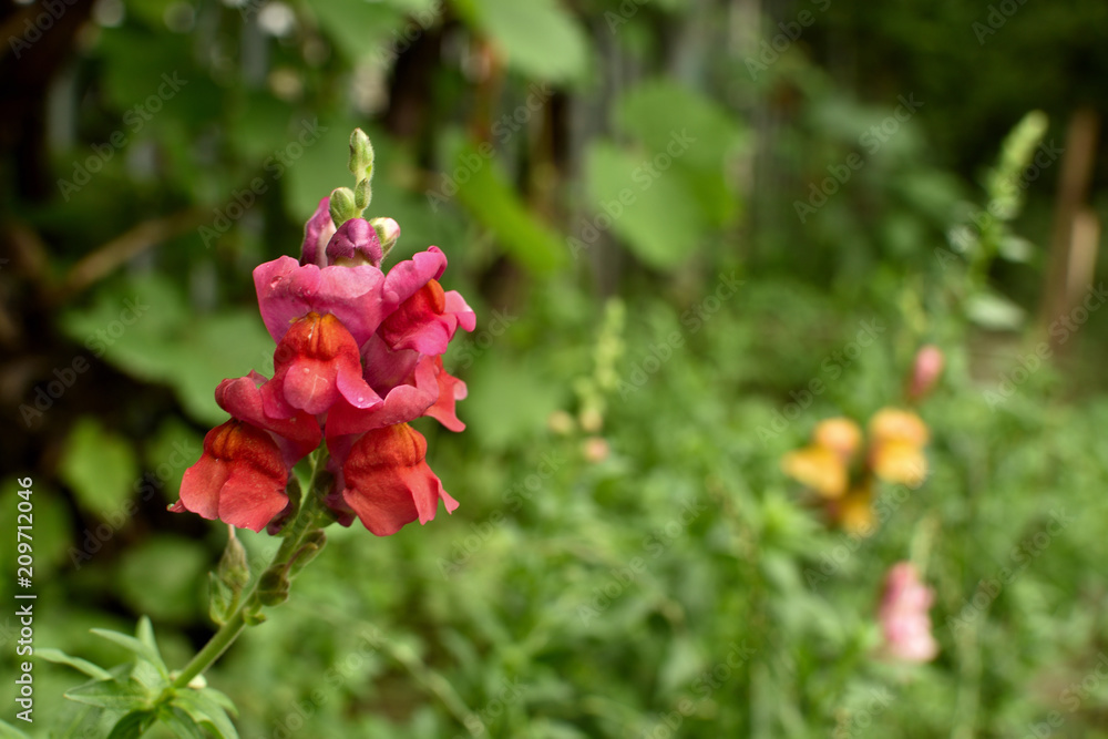 Closeup of red flowers Snapdragon in the garden after the rain. (Antirrhinum majus). soft focus Closeup of red flowers Snapdragon in the garden after the rain. (Antirrhinum majus). soft focus
