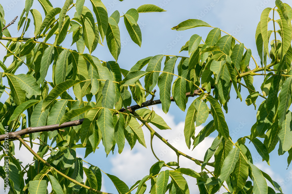 Branch of walnut tree under blu sky background