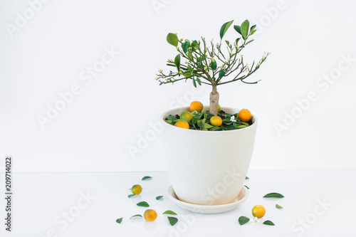 Orange tree