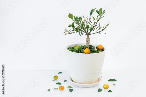 Orange tree photo