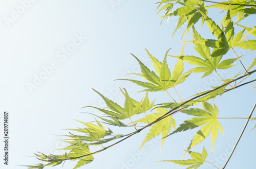 Fototapeta Naklejka Na Ścianę i Meble -  Green leaf of Japanese maple. Summer season background
