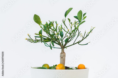 Orange tree