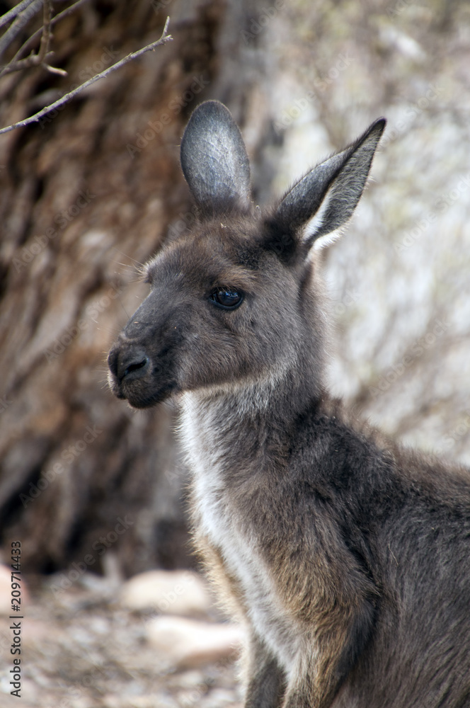 Wilpena South Australia,  close-up of head and face of adult Kangaroo 
