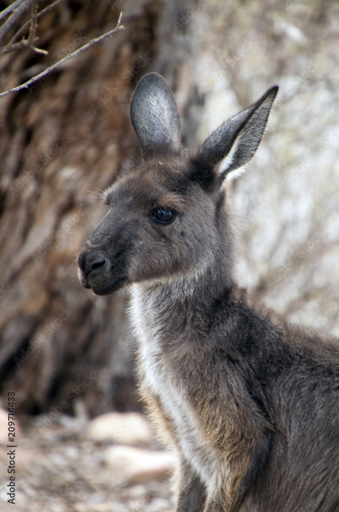 Wilpena South Australia, close-up of head and face of adult Kangaroo Wilpena South Australia, close-up of head and face of adult Kangaroo