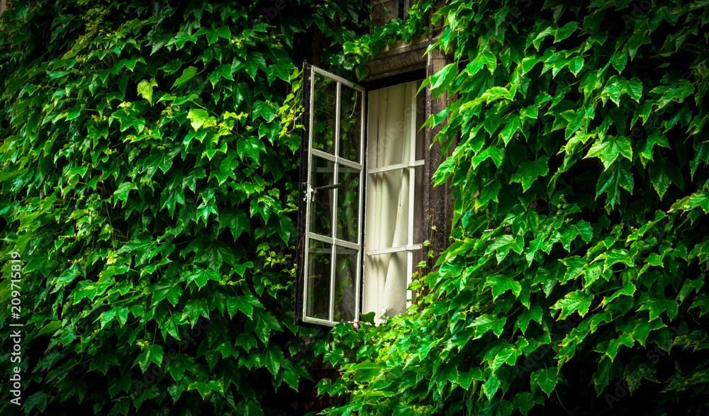 White window in foliage