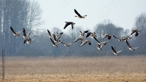 Flock of greylag geese flying over fields in spring - leafless trees in the background