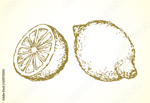 Lemon. Vector drawing