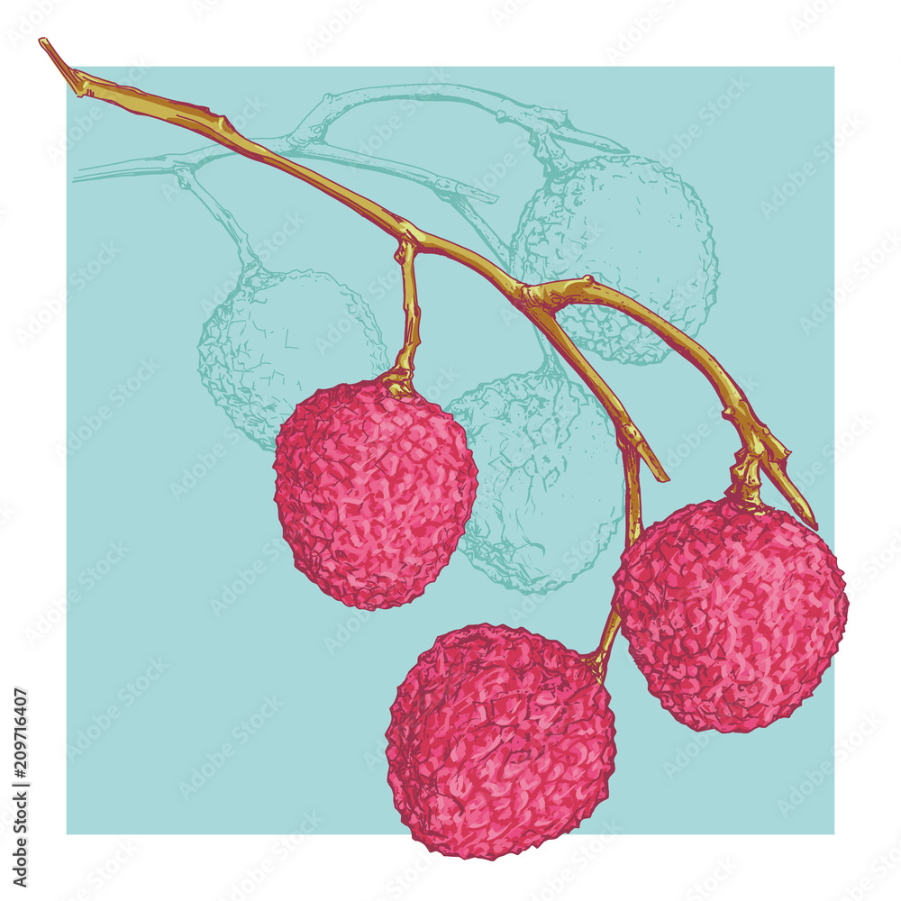 Vector Lychee Fruit Hand Drawn Illustration Stock Vector (Royalty Free)  405950608 | Shutterstock