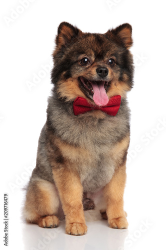 classy pomeranian sitting and panting while looking to side