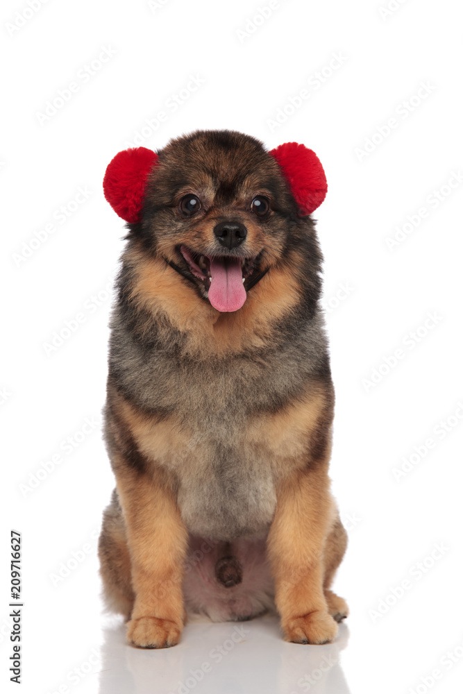 lovely brown pom sitting with red earmuffs on head