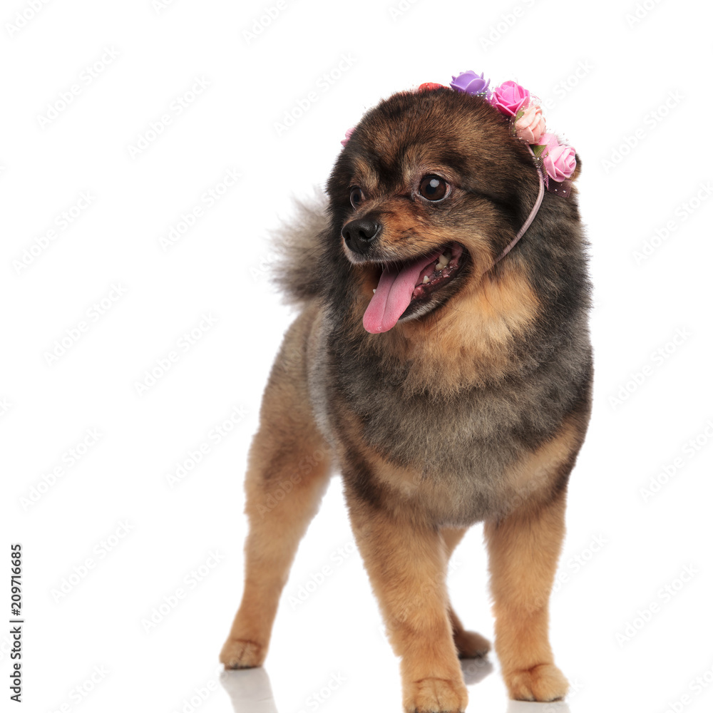 curious pom wearing a colorful flowers crown looks to side
