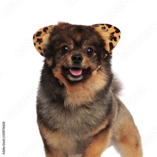 standing pom with leopard ears headband and tongue exposed