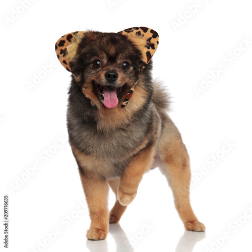 cut pomeranian dressed as leopard for halloween walking and panting