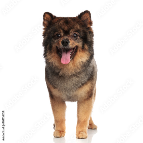 adorable panting brown pomeranian looks to side while standing © Viorel Sima
