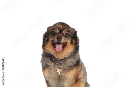 close up of excited seated pomeranian panting