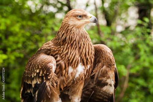 Ggolden eagle, bird of prey