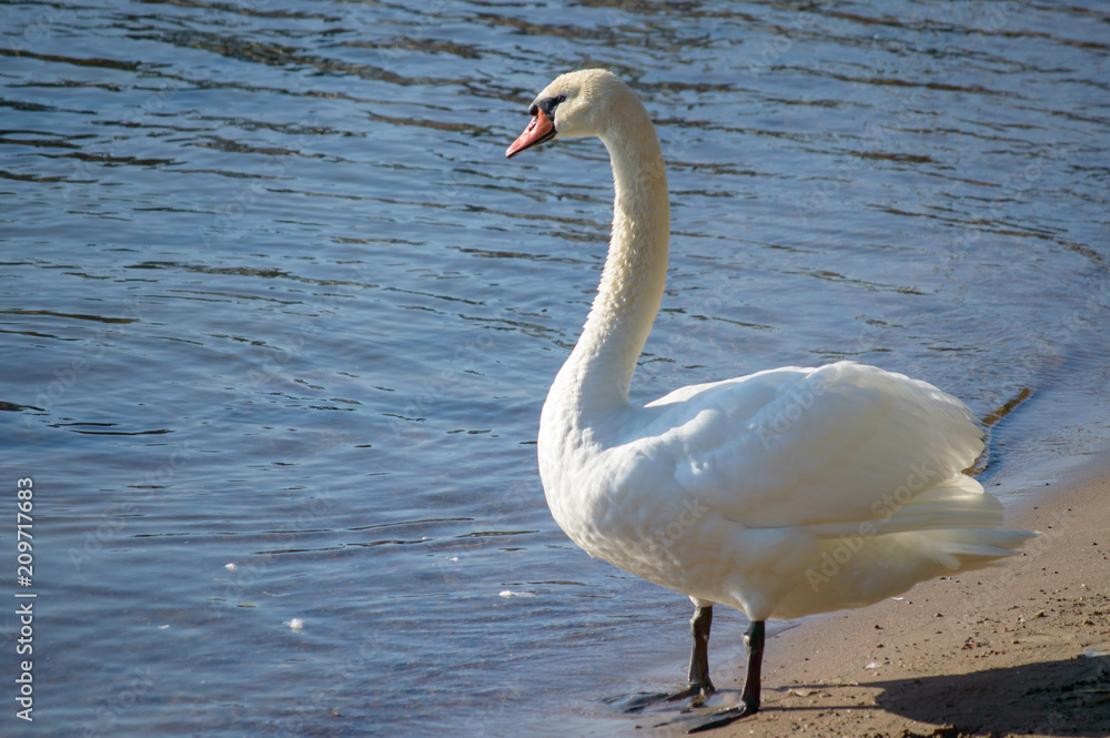 Fototapeta premium The Mute Swan (Cygnus Olor)