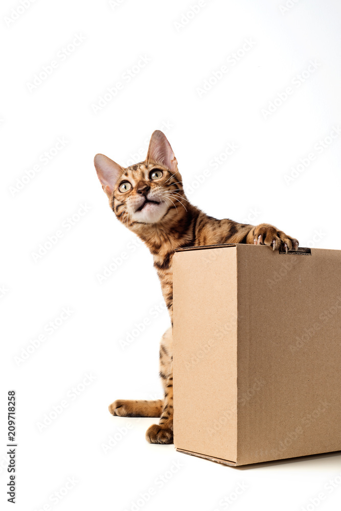 Bengal cat with box on white background