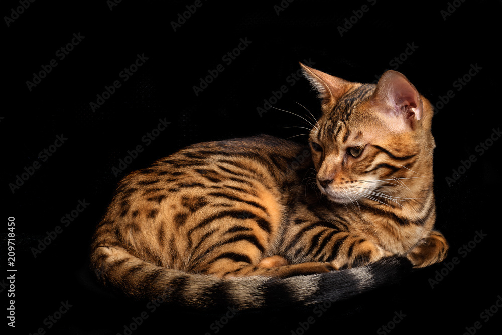 Bengal cat on a black background