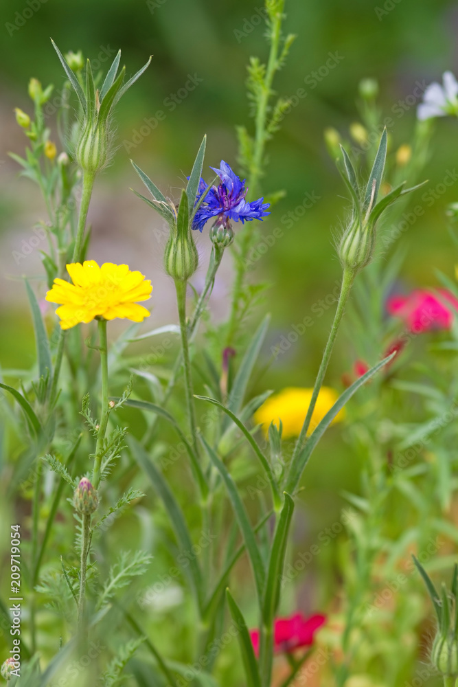 Fototapeta premium Bunte Wildblumen