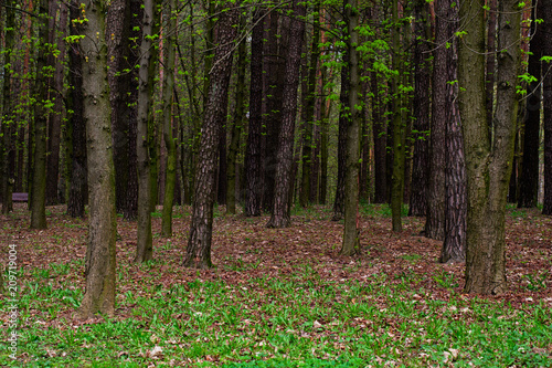 Fototapeta Naklejka Na Ścianę i Meble -  Tree trunks in the park and green grass