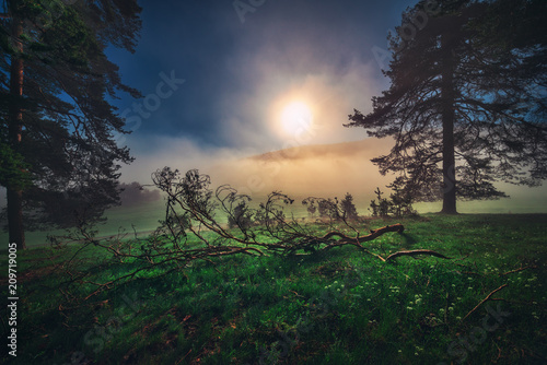 Obraz leśny krajobraz i poranna mgła na wiosnę