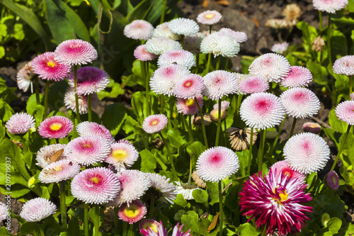 Fototapeta Naklejka Na Ścianę i Meble -  Pink Bellis perennis a common pompom type daisy herbaceous perennial hardy garden flower plant